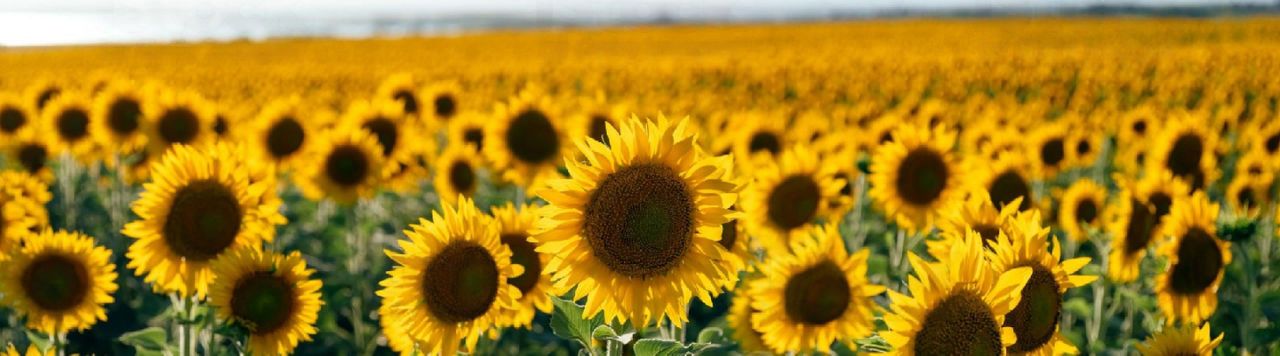 Sunflower_1440x400_campo_girasoles.jpg