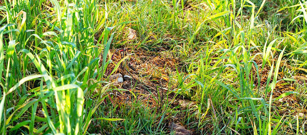 Lutte contre les graminées article