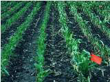 Clipped treatment left of red flag. Clipped corn plants appear less restricted 2 weeks after the clipping treatment.