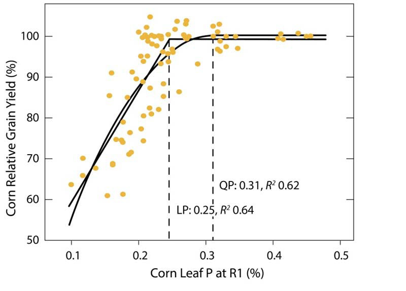 Relationship between yield response and P in corn leaves at the R1 stage.