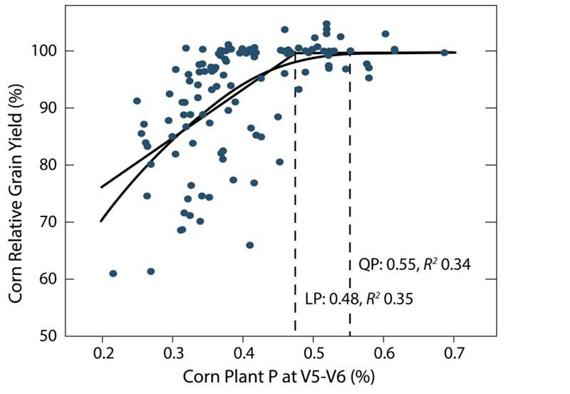 Relationship between yield response and P in corn plants at the V5-V6 stage.