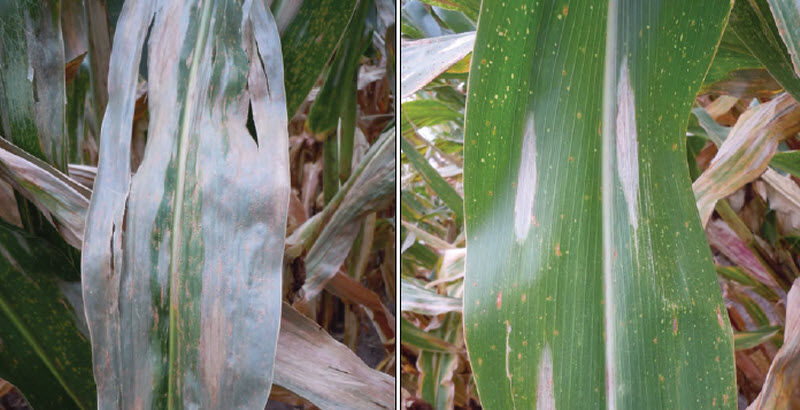 Northern corn leaf blight lesions on leaves of 2 hybrids with differing levels of genetic resistance