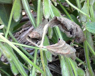 Photo showing soybeans that have fallen to the ground after the pods ruptured.
