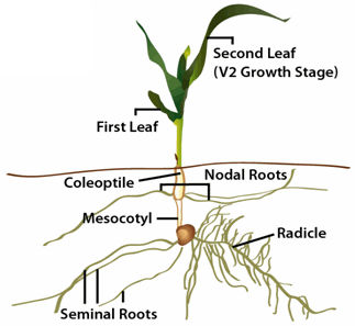 Early corn plant structures.