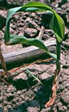 Corn seedling 8 warm days after frost damage occurred.