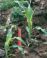 Corn seedling to left of stake 20 warm days after frost damage occurred.