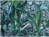 Plants show darkened leaves within 24 hours of frost.