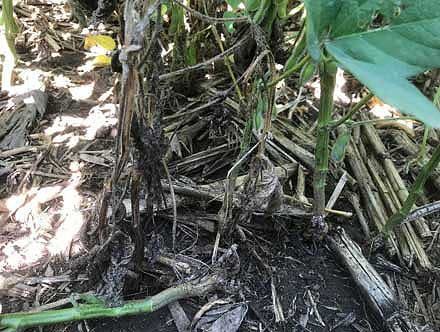 Injured and dying soybean plants in a field infested with gall midge.