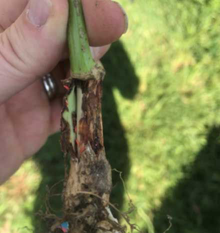 Gall midge larvae feeding in a soybean stem near the base of the plant.
