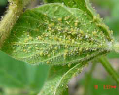 Soybean aphids on a soybean plant leaf.