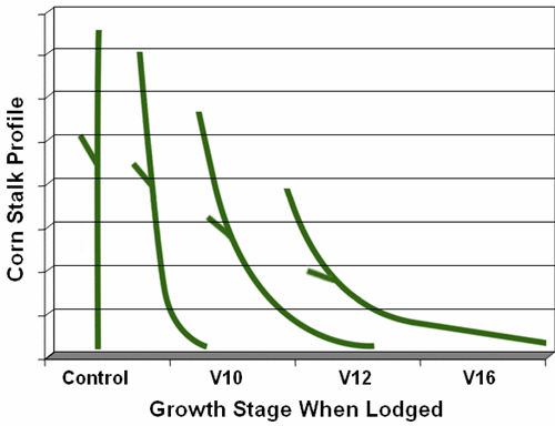 Graphic representation of corn stalk angle and ear height following simulated wind lodging at V10, V12, and V16 stages vs. control (no lodging).