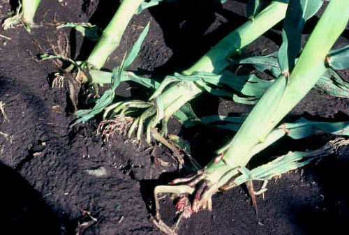 Some plants are partially uprooted when wind-lodging occurs.