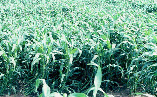 Research plot immediately after artificially induced 'wind lodging' at the V12 growth stage.