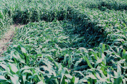 Research plot immediately after artificially induced 'wind lodging' at the V12 growth stage.