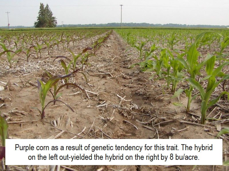 Purple corn as a result of genetic tendency for this trait.