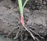 Soil compaction restricting corn root growth.