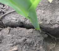 Uneven corn emergence due to wet soils at planting.