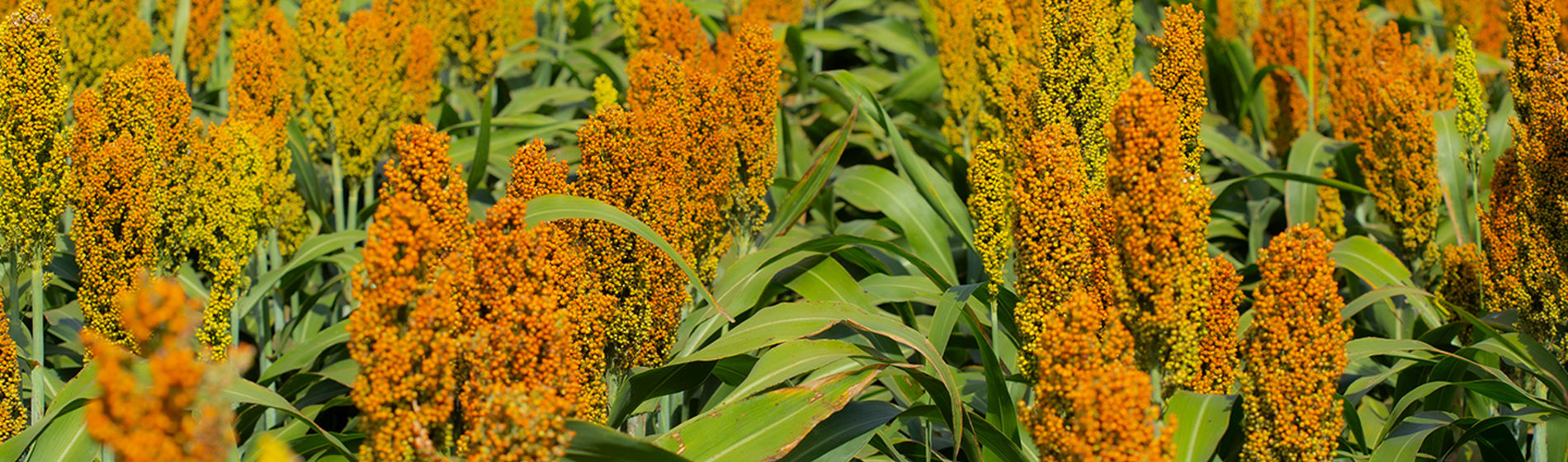 Sorgo