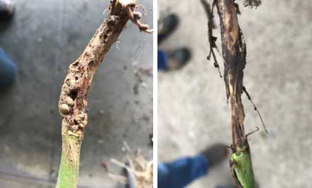 Galls on a soybean stem due to gall midge infestation (left). Stem girdling resulting from prolonged feeding (right).