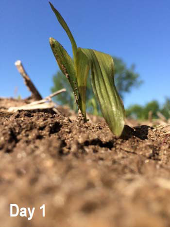 Corn seedling the morning following overnight lows of 28 F. Note watersoaked leaf tissue.