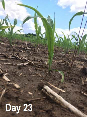Corn seedling 3 weeks following spring frost event. Note regrowth and interplant variability.