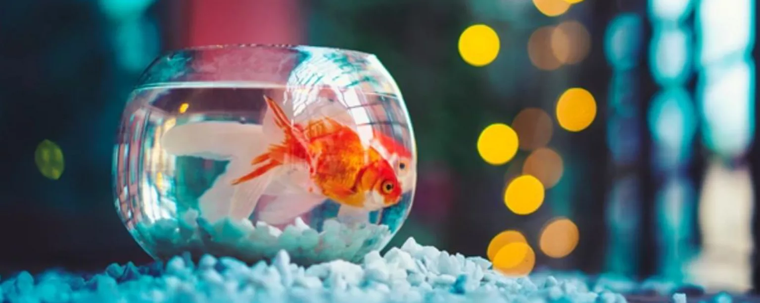 Ein einzelner Goldfisch in einem engen Glas 