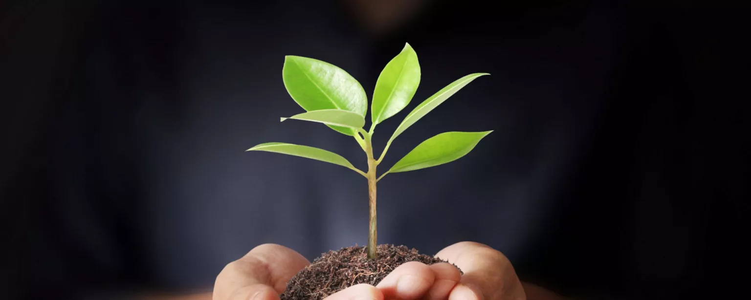 A pair of humans hands, cupped and holding a green tree seedling in a clump of dirt.