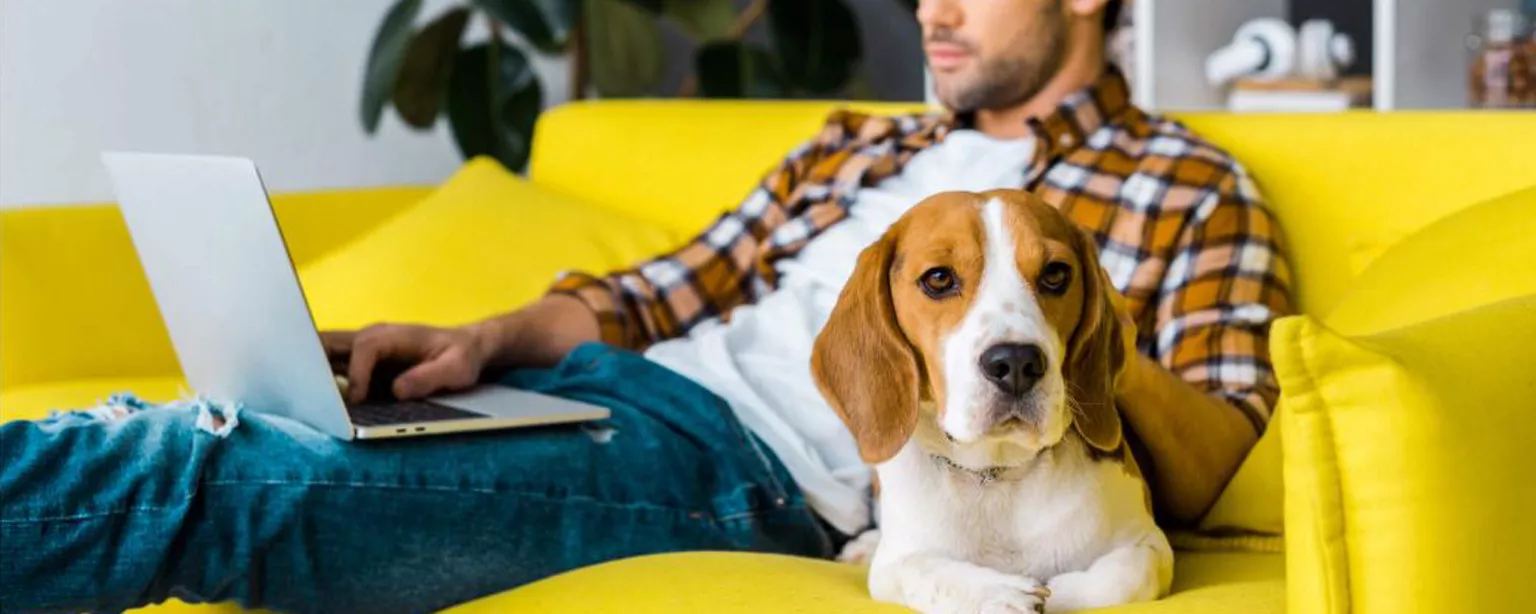 Man works on yellow couch with laptop and dog
