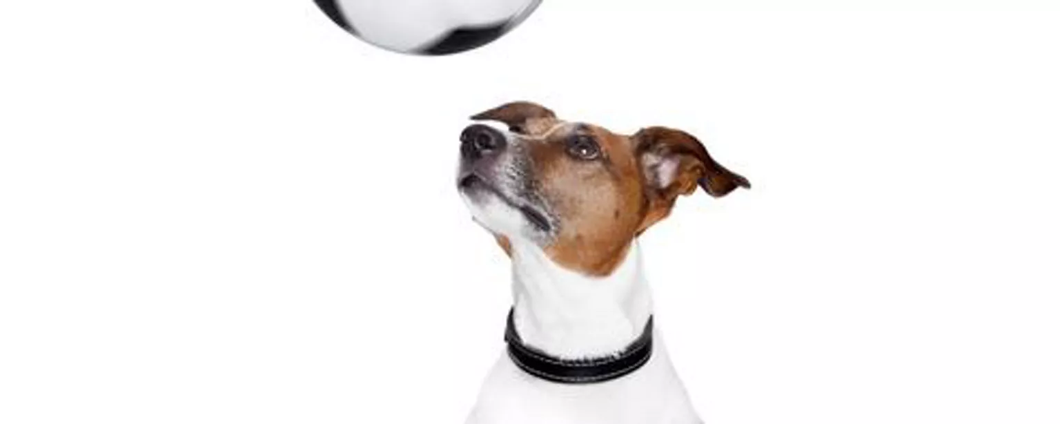 4 Reasons Being the Underdog Could Be Your Biggest Advantage at Work