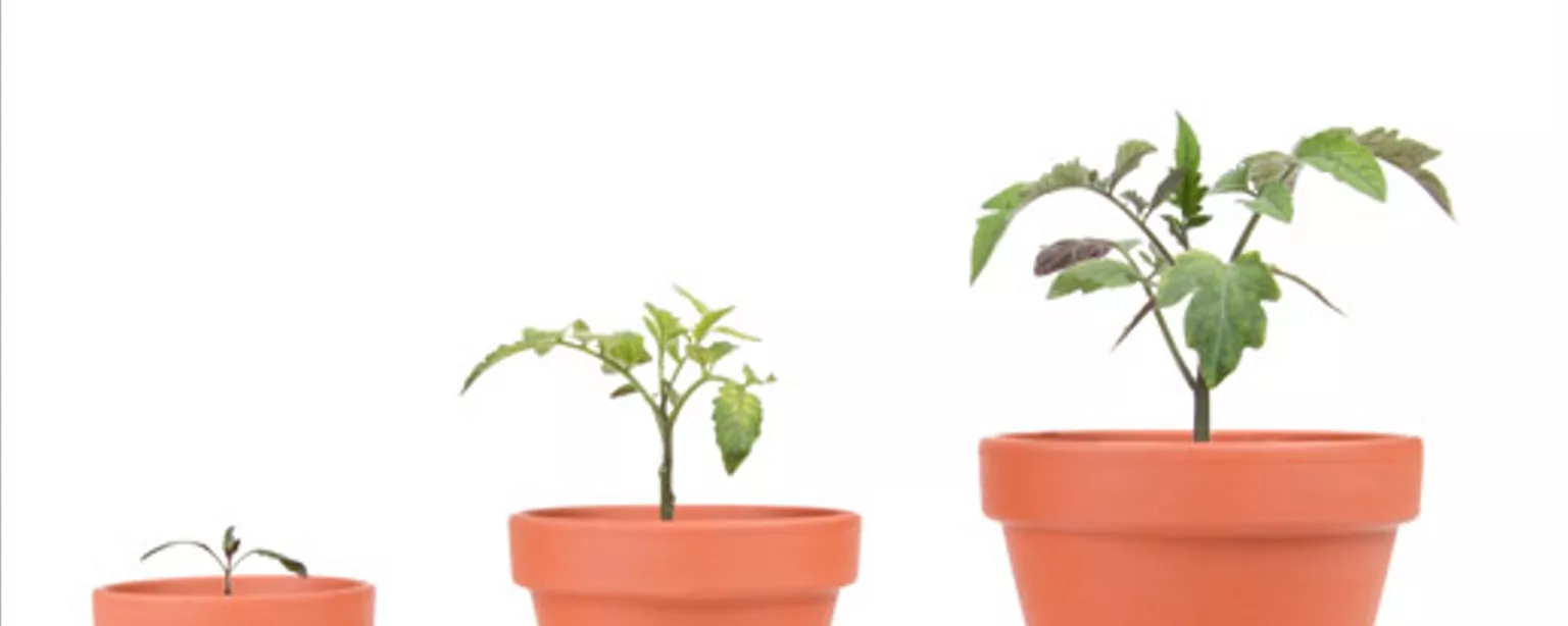 Three sizes of plants representing company size