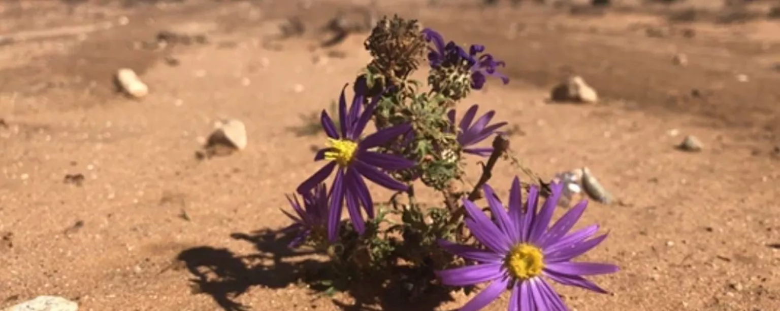Eine Blume blüht auf sandigem und steinigem Untergrund
