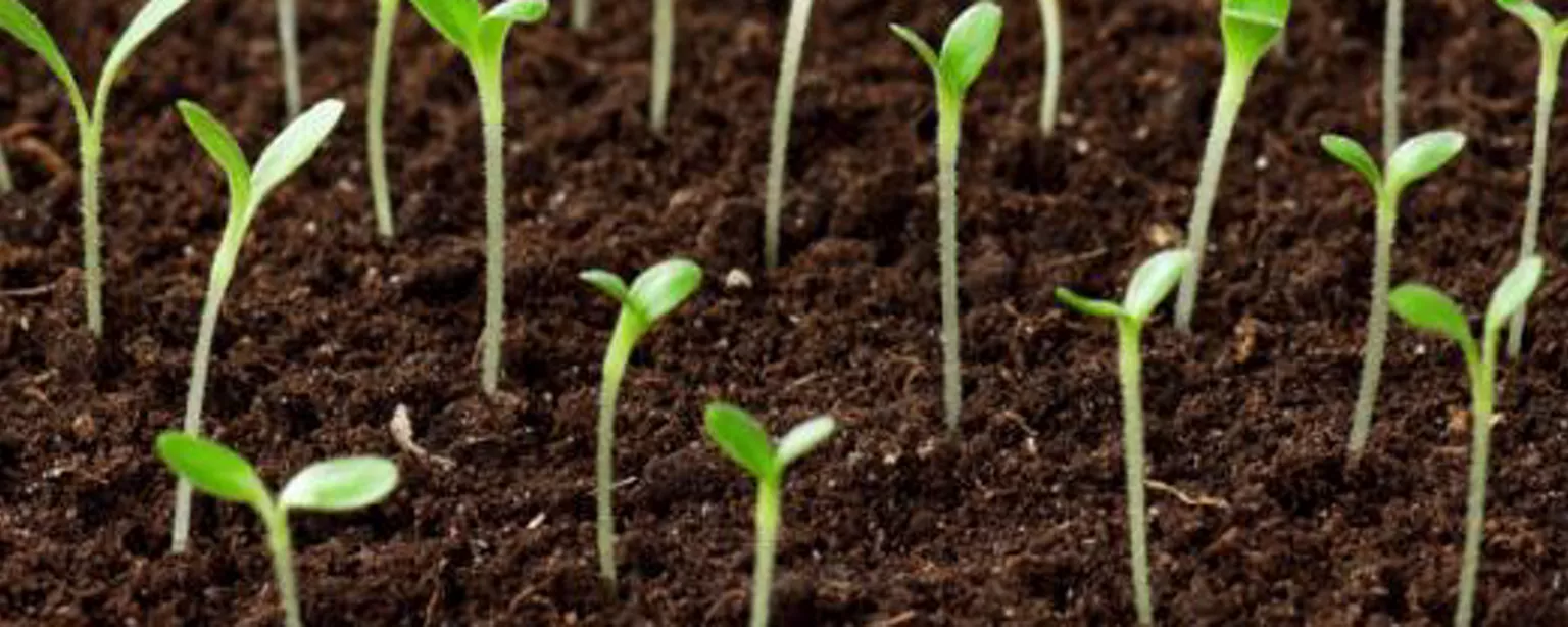 Seedlings sprouting