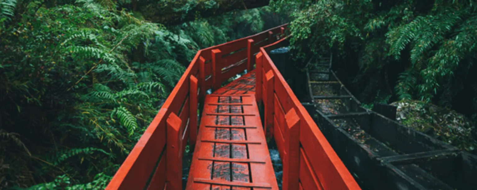 Eine rote Brücke führt durch einen Urwald 
