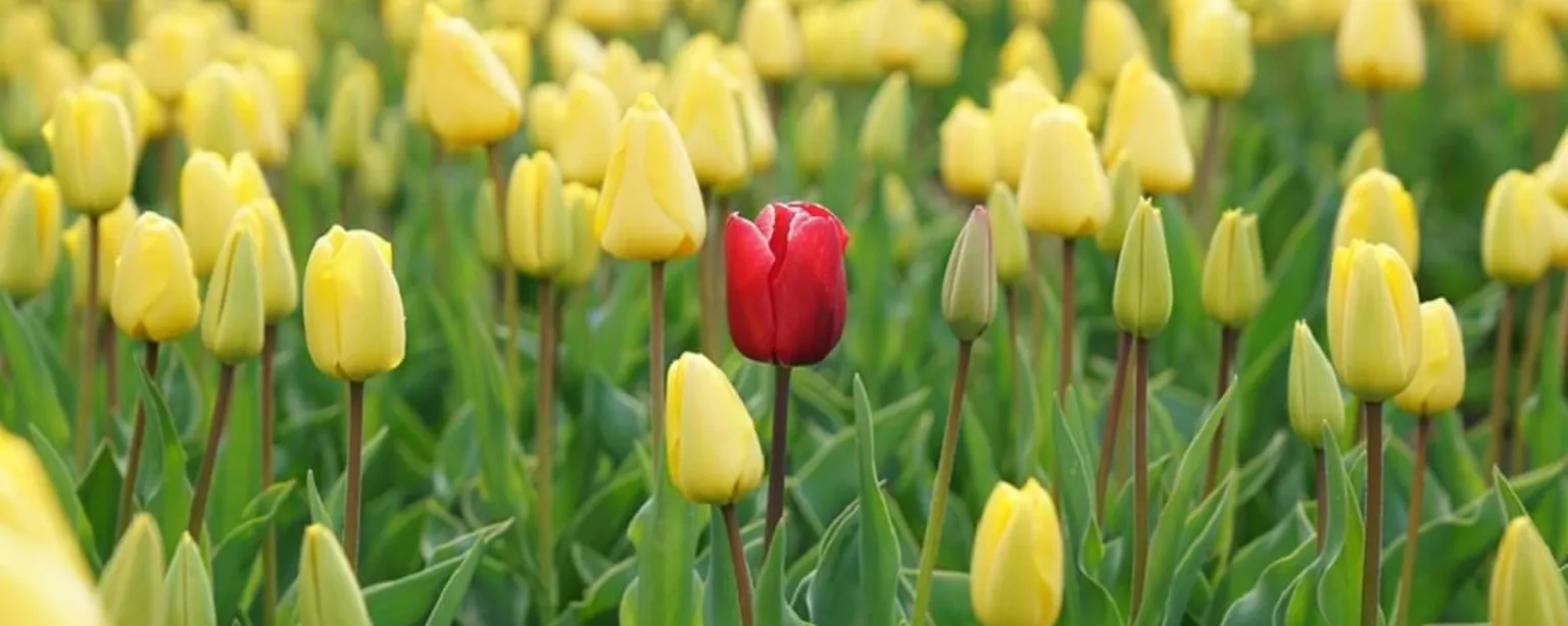 Rote Tulpe inmitten eines Feldes voller gelben Tulpen 