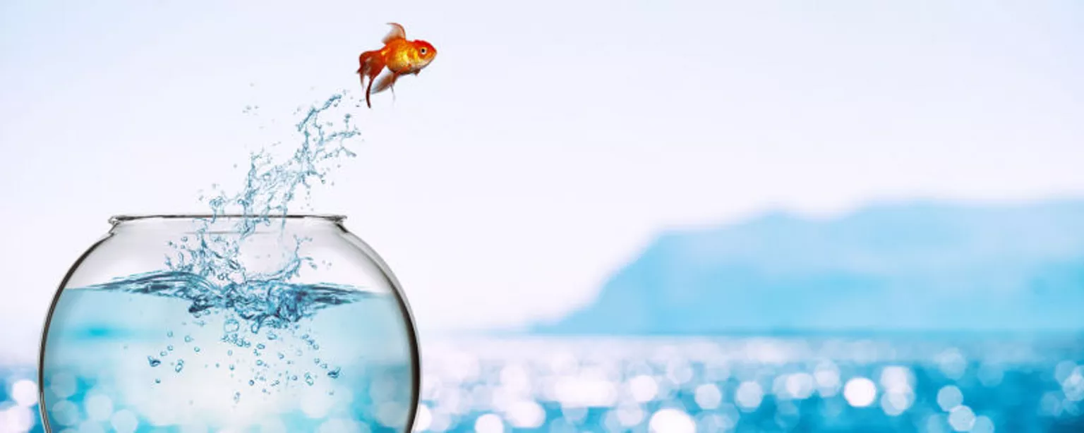A goldfish jumps out of a round bowl filled with water into a larger body of water.