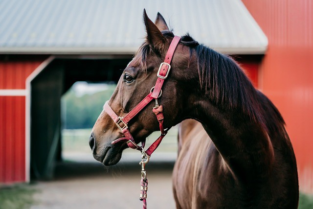 Propriedades afetadas registraram mortes apenas entre animais que consumiram as rações da fabricante