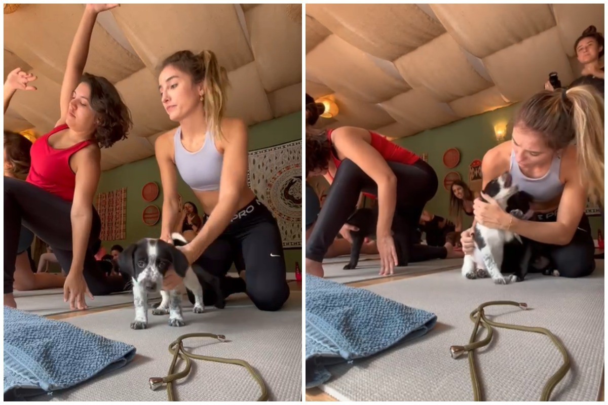 Cãezinhos vão interagir com os participantes