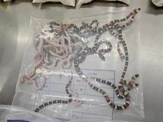 Tentativa de tráfico de animais: mais de 100 cobras foram encontradas em seis sacos em aeroporto chinês