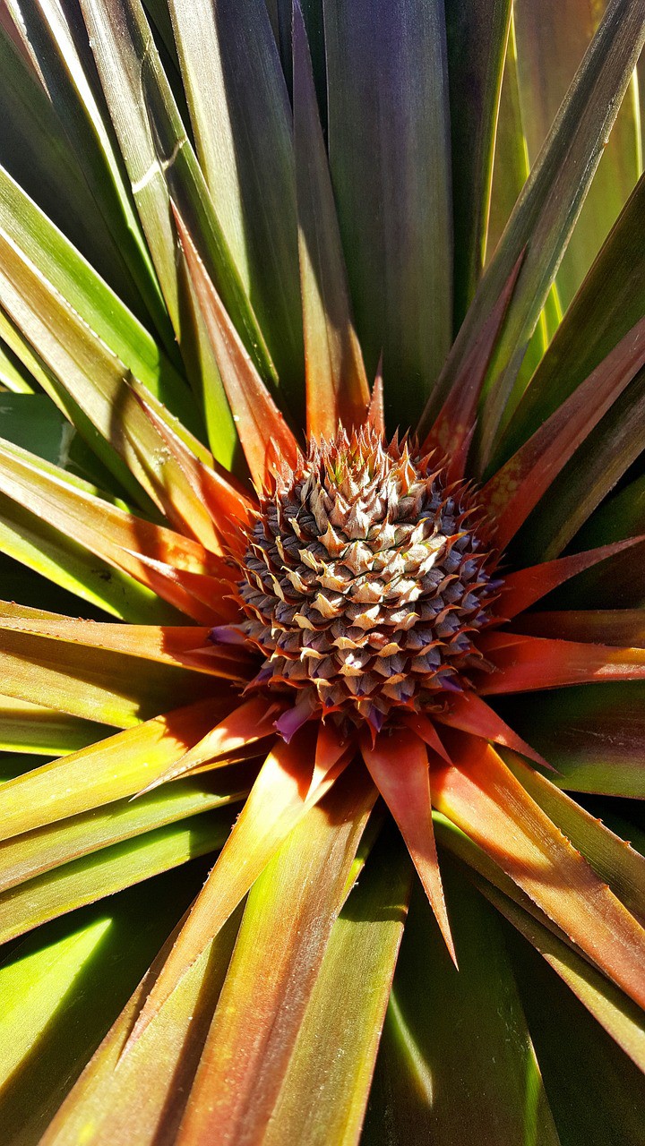 Planta é pesquisada no Centro de Bionegócios da Amazônia 
