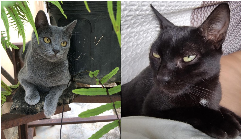 Mia (esq) e Tony (dir) foram encontrados mortos nesta semana