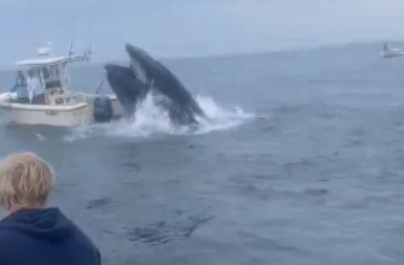 Baleia-jubarte saltou em cima de um barco de pesca na costa de New Hampshire