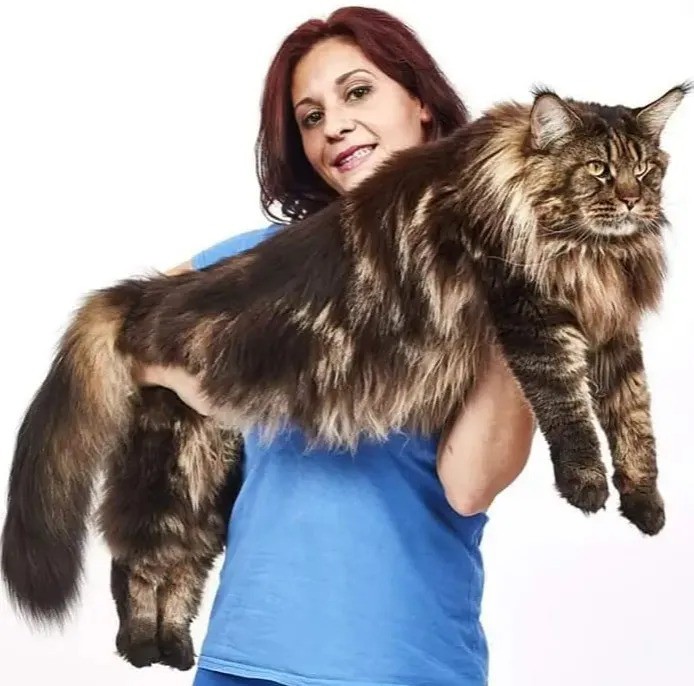 Barivel, um enorme gato italiano de 1,19 m, é o maior gato doméstico do mundo 