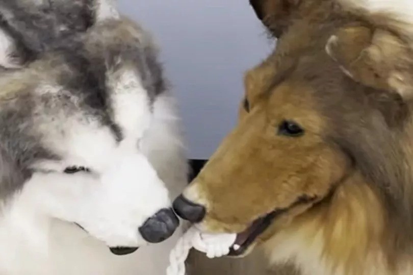 Em vídeo, cachorros-humanos aparecem brincando e dançando