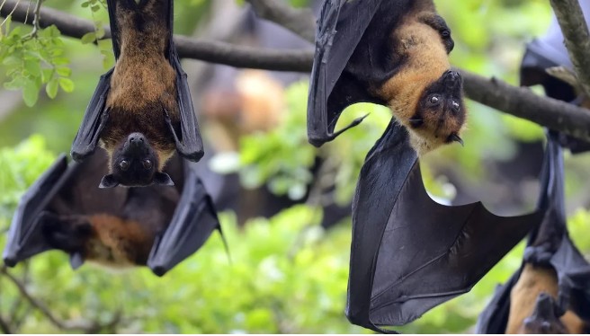 O hospedeiro natural do vírus Nipah é o morcego