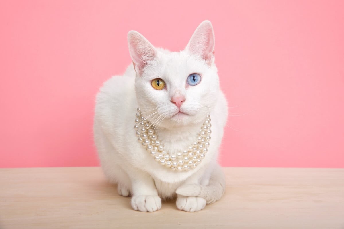 Raças de gatos menos comuns podem surpreender e encantar