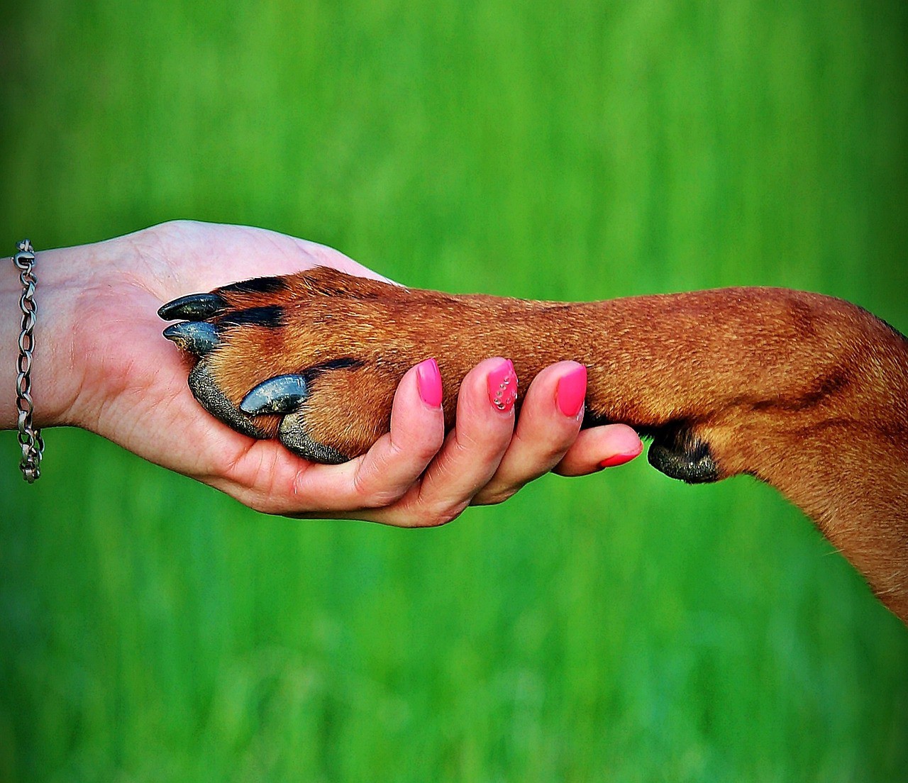 Conexão com os animais caracterizada por compreensão emocional e curiosidade científica aguçada