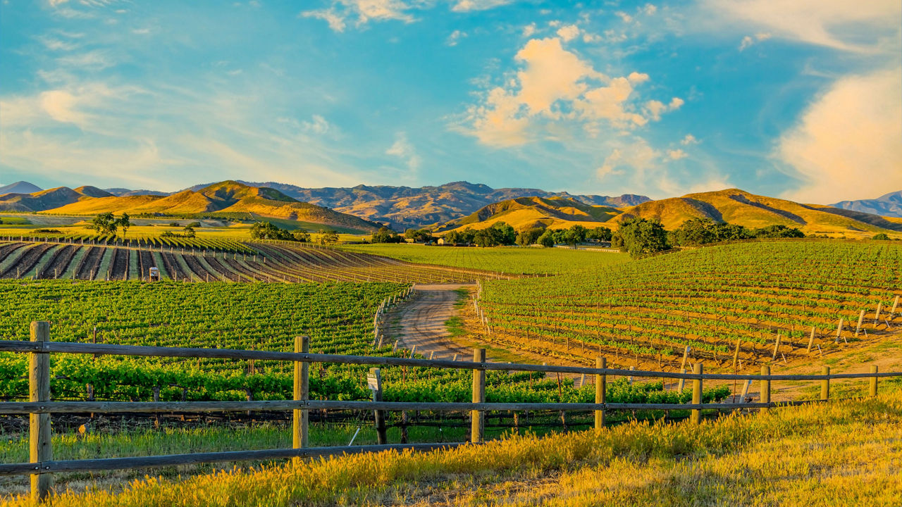 A wooden fence in the middle of a vineyard.