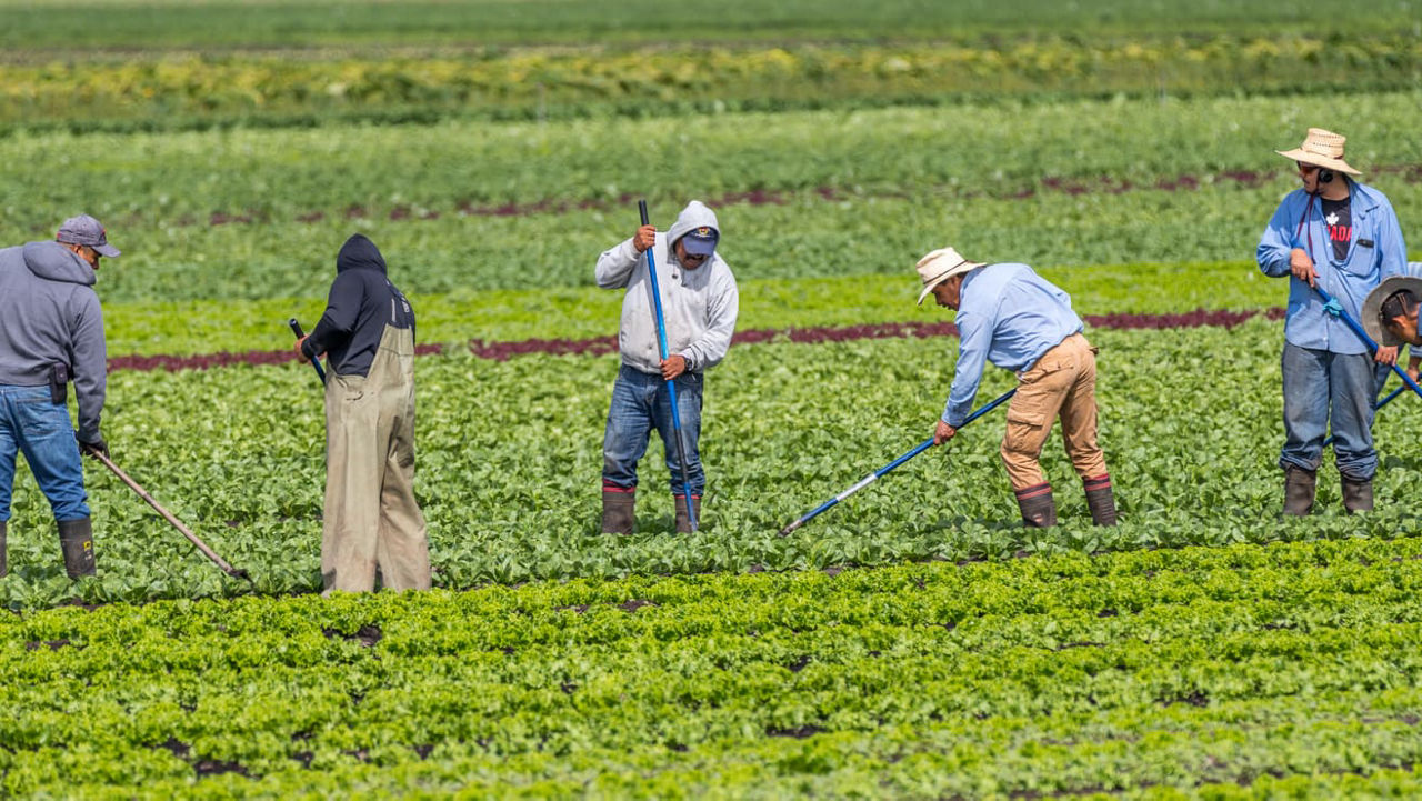 A group of people working in a field of lettuce.
