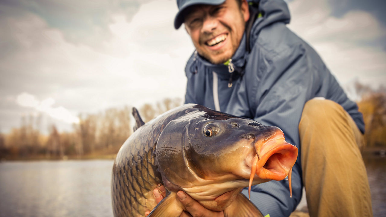 A man is holding a large carp in his hands.