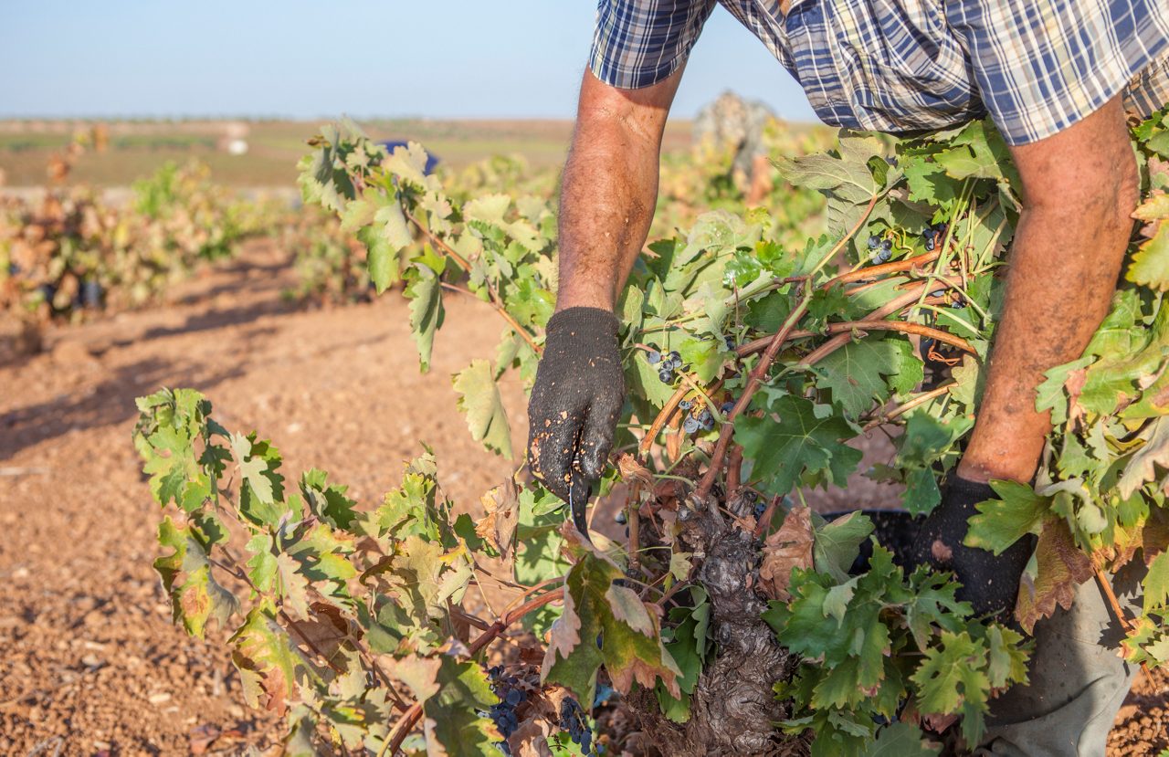 Grape picker working at harvesting season. Grapevine trunk in the foreground